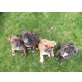 Amerikanischer Staffordshire-Terrier - Rüde