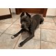 Amerikanischer Staffordshire-Terrier - Rüde