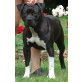 Amerikanischer Staffordshire-Terrier - Rüde