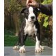 Amerikanischer Staffordshire-Terrier - Rüde