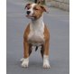 Amerikanischer Staffordshire-Terrier - Rüde