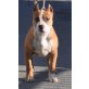 Amerikanischer Staffordshire-Terrier - Rüde