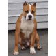 Amerikanischer Staffordshire-Terrier - Rüde