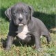 Amerikanischer Staffordshire-Terrier - Rüde, Amerikanischer Staffordshire-Terrier - Hündin