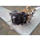Amerikanischer Staffordshire-Terrier Welpen - Hündin