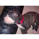 Amerikanischer Staffordshire-Terrier Welpen - Hündin
