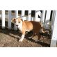 Amerikanischer Staffordshire-Terrier Welpen - Hündin