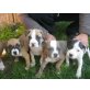 Amerikanischer Staffordshire-Terrier Welpen - Hündin