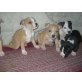 Amerikanischer Staffordshire-Terrier Welpen - Hündin