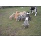 Amerikanischer Staffordshire-Terrier Welpen - Hündin