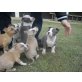 Amerikanischer Staffordshire-Terrier Welpen - Hündin