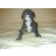 Amerikanischer Staffordshire-Terrier Welpen - Hündin