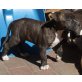 Amerikanischer Staffordshire-Terrier Welpen - Hündin