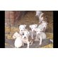Amerikanischer Staffordshire-Terrier Welpen - Hündin