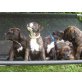 Amerikanischer Staffordshire-Terrier Welpen - Hündin