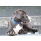 Amerikanischer Staffordshire-Terrier Welpen - Hündin