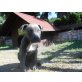 Amerikanischer Staffordshire-Terrier Welpen - Hündin