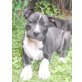 Amerikanischer Staffordshire-Terrier Welpen - Hündin