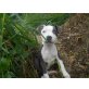 Amerikanischer Staffordshire-Terrier Welpen - Hündin