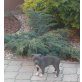 Amerikanischer Staffordshire-Terrier Welpen - Hündin