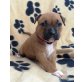 Amerikanischer Staffordshire-Terrier Welpen - Hündin