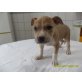 Amerikanischer Staffordshire-Terrier Welpen - Hündin
