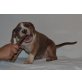 Amerikanischer Staffordshire-Terrier Welpen - Hündin