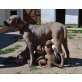 Amerikanischer Staffordshire-Terrier Welpen - Hündin