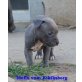 Amerikanischer Staffordshire-Terrier Welpen - Hündin