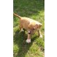 Amerikanischer Staffordshire-Terrier Welpen - Hündin