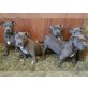 Amerikanischer Staffordshire-Terrier Welpen - Hündin