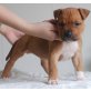 Amerikanischer Staffordshire-Terrier Welpen - Hündin