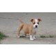 Amerikanischer Staffordshire-Terrier Welpen - Hündin
