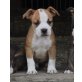 Amerikanischer Staffordshire-Terrier Welpen - Hündin