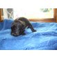 Amerikanischer Staffordshire-Terrier Welpen - Rüde