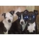 Amerikanischer Staffordshire-Terrier Welpen - Rüde