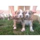 Amerikanischer Staffordshire-Terrier Welpen - Rüde