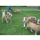 Amerikanischer Staffordshire-Terrier Welpen - Rüde