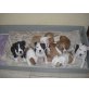 Amerikanischer Staffordshire-Terrier Welpen - Rüde