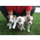 Amerikanischer Staffordshire-Terrier Welpen - Rüde