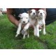 Amerikanischer Staffordshire-Terrier Welpen - Rüde