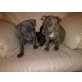Amerikanischer Staffordshire-Terrier Welpen - Rüde