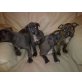 Amerikanischer Staffordshire-Terrier Welpen - Rüde