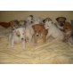 Amerikanischer Staffordshire-Terrier Welpen - Rüde