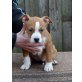 Amerikanischer Staffordshire-Terrier Welpen - Rüde