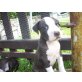 Amerikanischer Staffordshire-Terrier Welpen - Rüde