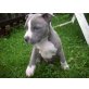 Amerikanischer Staffordshire-Terrier Welpen - Rüde