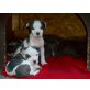 Amerikanischer Staffordshire-Terrier Welpen - Rüde