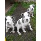 Amerikanischer Staffordshire-Terrier Welpen - Rüde