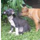 Amerikanischer Staffordshire-Terrier Welpen - Rüde